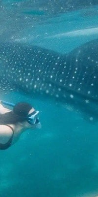 Private Whale Shark Watching and Canyoneering in Kawasan Falls Tour